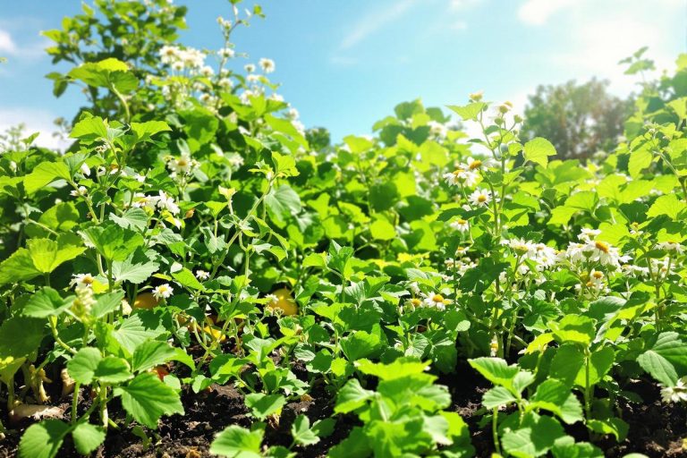 J’ai couvert mon sol avec ces plantes et mes légumes restent frais même sous 35°C.jpg
