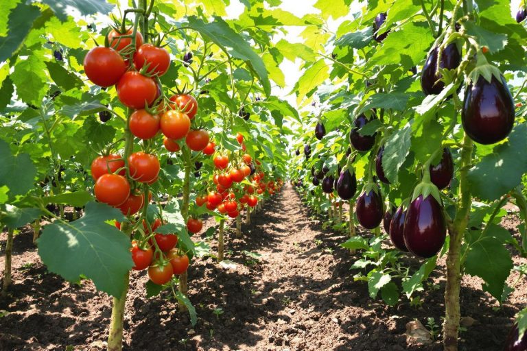 J’ai séparé tomates et aubergines au potager (et mes récoltes sont enfin saines).jpg