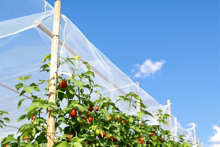 Orages d’été : voici comment j’ai protégé mes tomates avec un bon tuteurage et un filet anti-grêle.jpg
