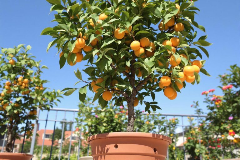 Mon abricotier en pot a donné ses premiers fruits : voici ce que j’ai fait pour y arriver.jpg